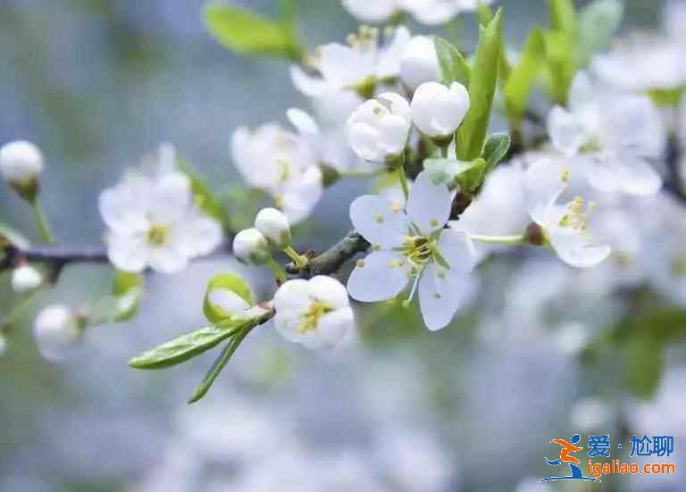 重慶去哪賞梨花，重慶賞梨花推薦，重慶賞梨花攻略？