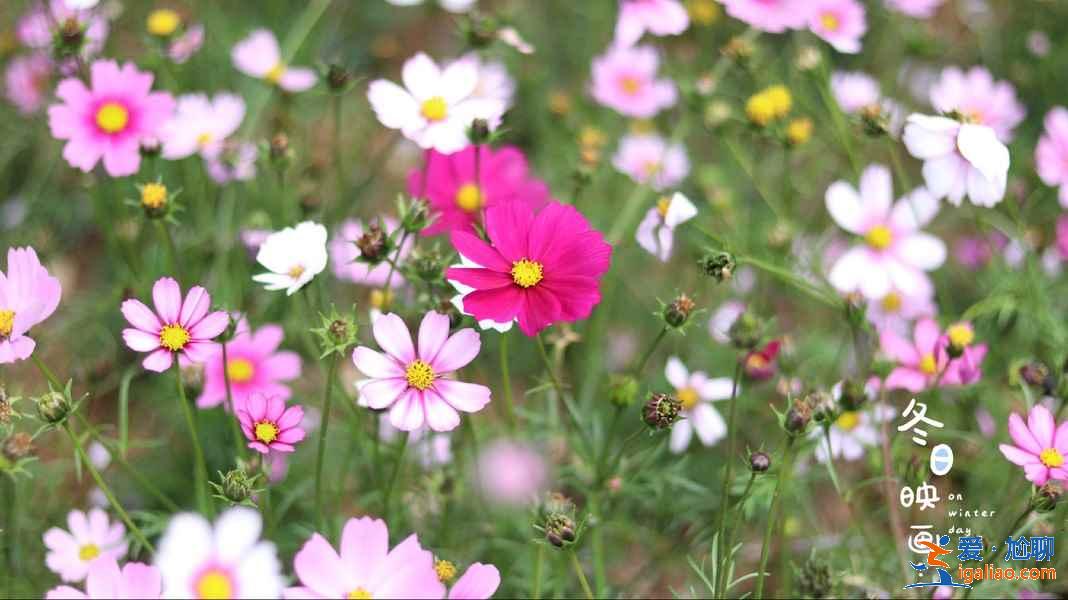 珠海在哪里賞花好，去珠海賞花有什么推薦，珠海賞花攻略？