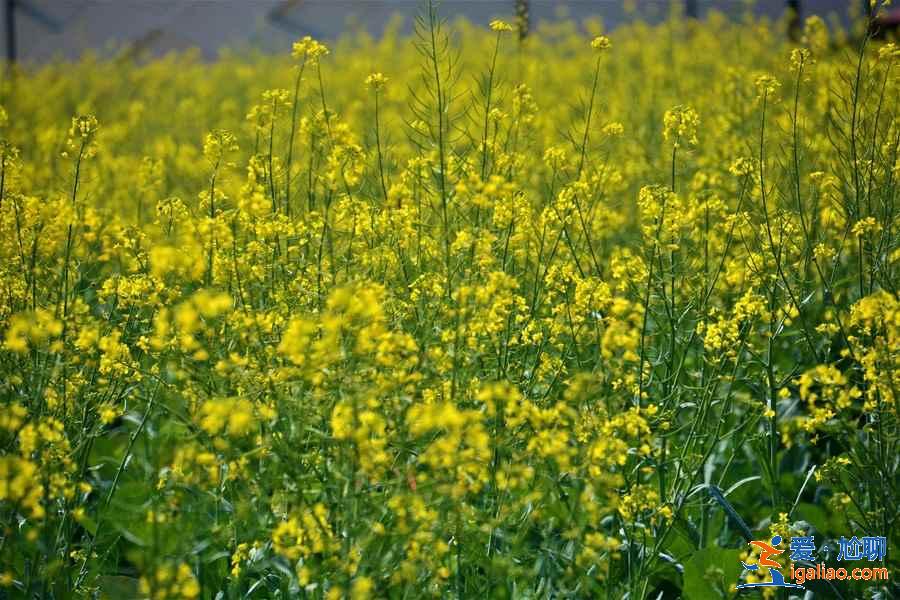 珠海在哪里賞花好，去珠海賞花有什么推薦，珠海賞花攻略？