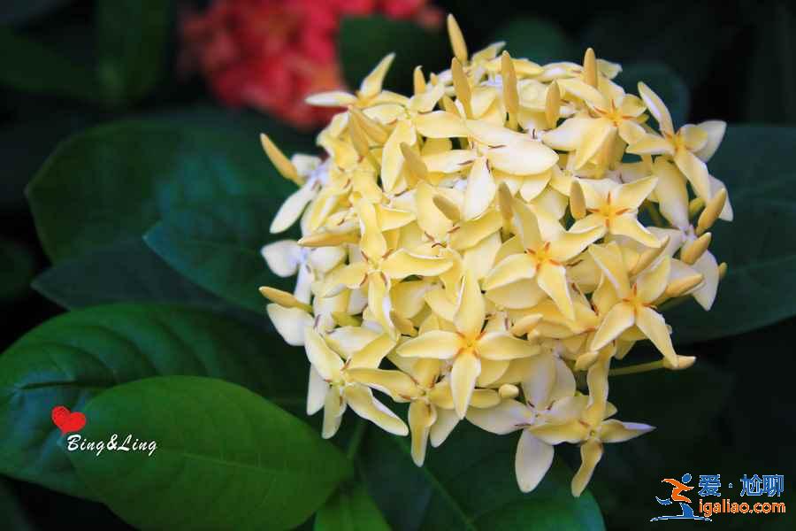 珠海在哪里賞花好，去珠海賞花有什么推薦，珠海賞花攻略？