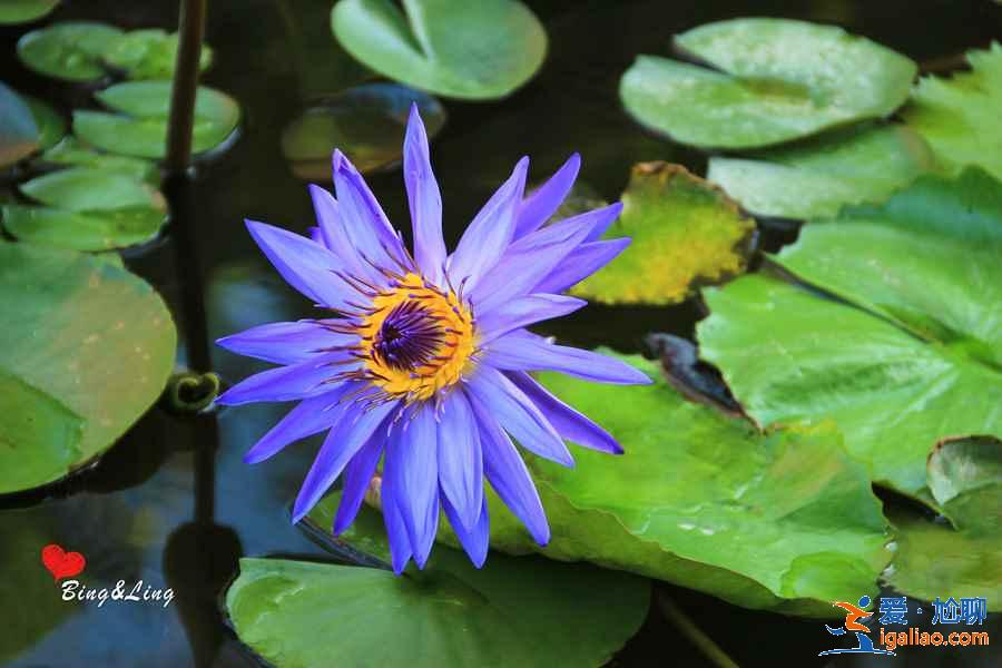 珠海在哪里賞花好，去珠海賞花有什么推薦，珠海賞花攻略？
