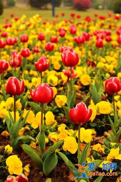 盤點國內郁金香觀賞圣地，國內哪可以看郁金香？