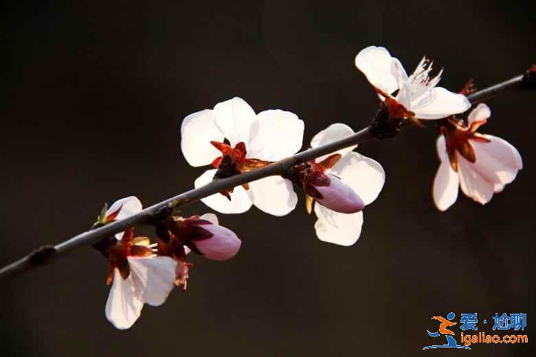 今年春天珠海賞花去哪里，珠海賞花這8個品種最美，珠海最美賞花地推薦？