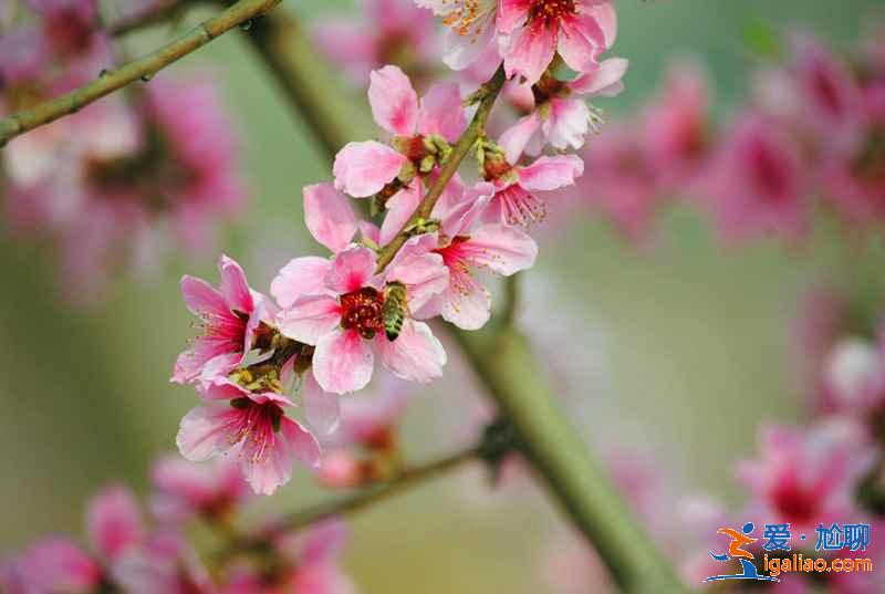 今年春天珠海賞花去哪里，珠海賞花這8個品種最美，珠海最美賞花地推薦？
