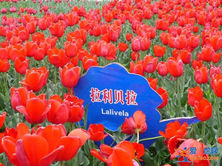 盤點國內郁金香觀賞圣地，國內哪可以看郁金香？