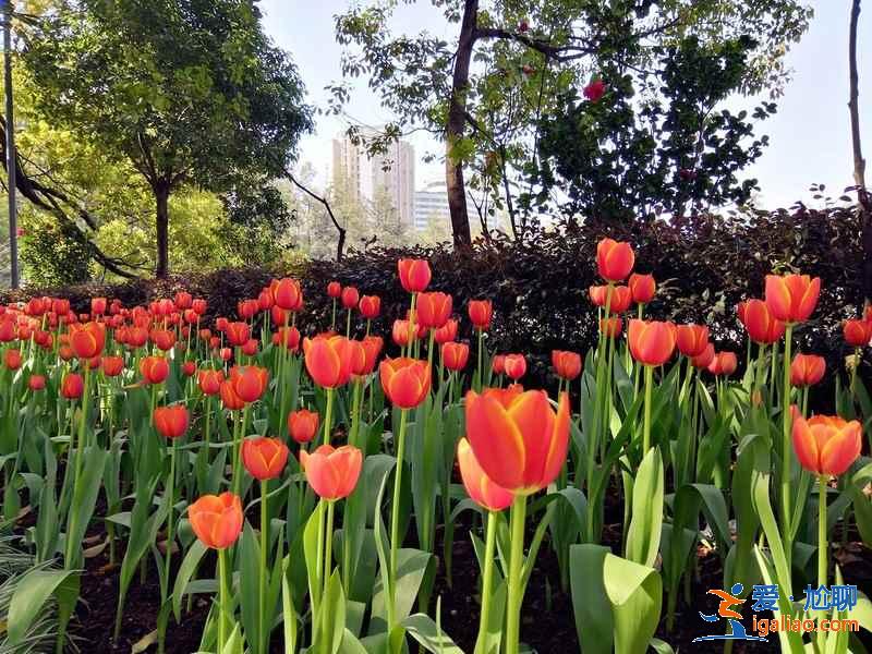 盤點國內郁金香觀賞圣地，國內哪可以看郁金香？