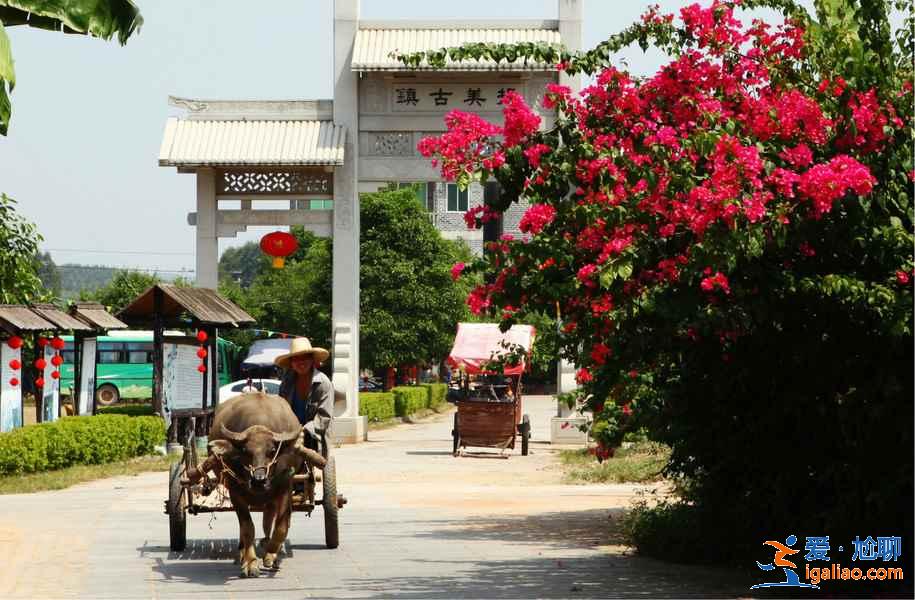 去“中國綠城”南寧,來一趟“凈肺”之旅? 去“中國綠城”南寧,來一趟“凈肺”之旅?