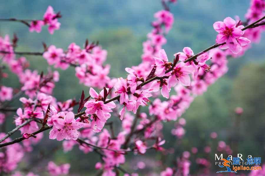 重慶去哪里賞桃花,重慶賞桃花推薦,重慶賞桃花攻略? 重慶去哪里賞桃花,重慶賞桃花推薦,重慶賞桃花攻略?
