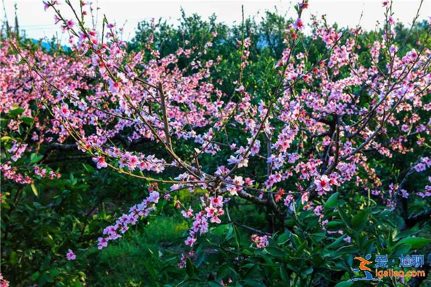 重慶去哪里賞桃花,重慶賞桃花推薦,重慶賞桃花攻略? 重慶去哪里賞桃花,重慶賞桃花推薦,重慶賞桃花攻略?