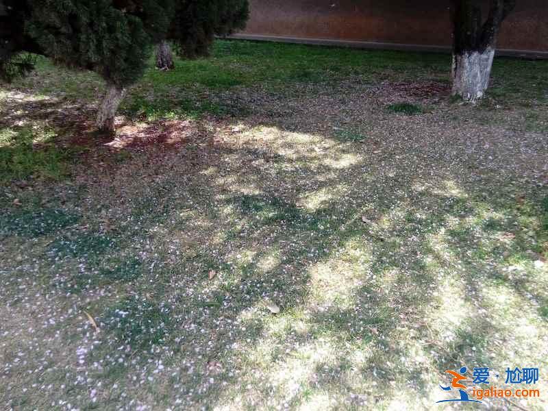 國內(nèi)哪里的櫻花最美，國內(nèi)賞櫻花的地方推薦？