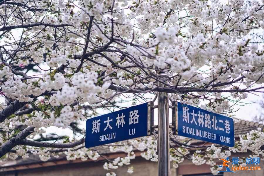 國內(nèi)哪里的櫻花最美，國內(nèi)賞櫻花的地方推薦？