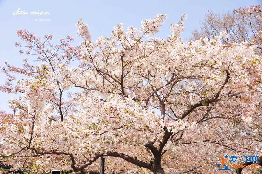 國內(nèi)哪里的櫻花最美，國內(nèi)賞櫻花的地方推薦？