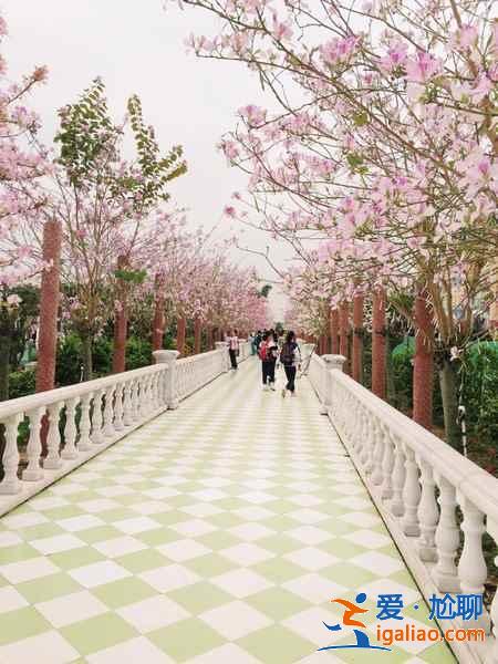 國內(nèi)哪里的櫻花最美，國內(nèi)賞櫻花的地方推薦？