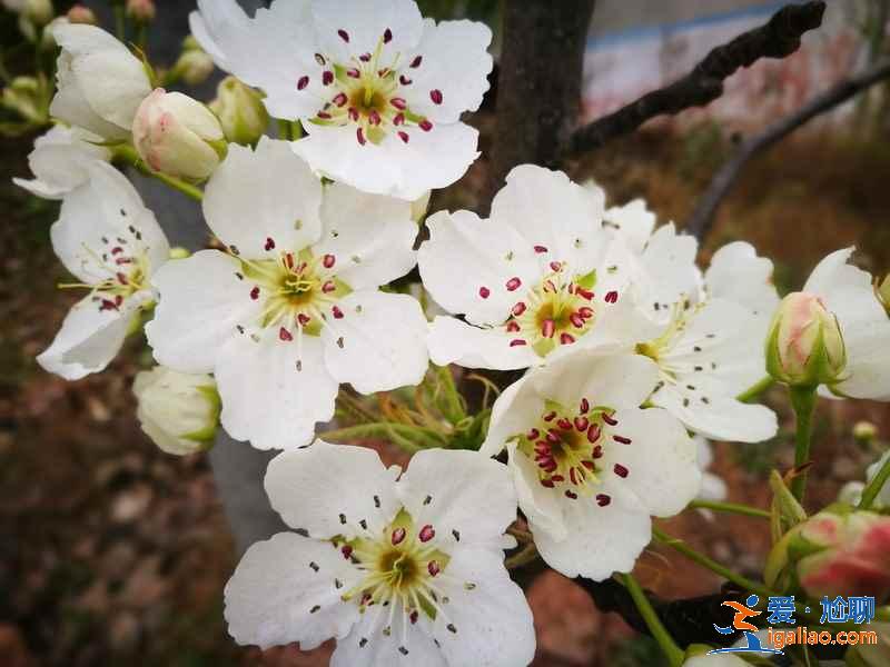 成都看梨花推薦，成都看梨花攻略，成都哪里的梨花好看？