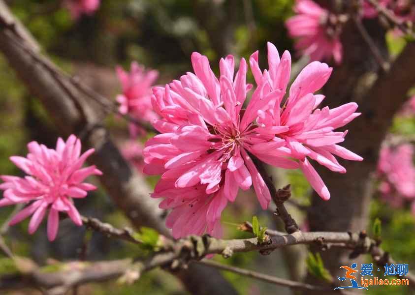 成都哪里可以賞桃花，成都賞桃花推薦，成都去哪賞桃花？