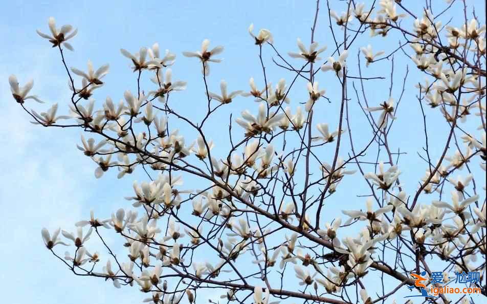 大連春季哪里可以賞花，大連春季賞花有什么推薦，大連最佳賞花地推薦？