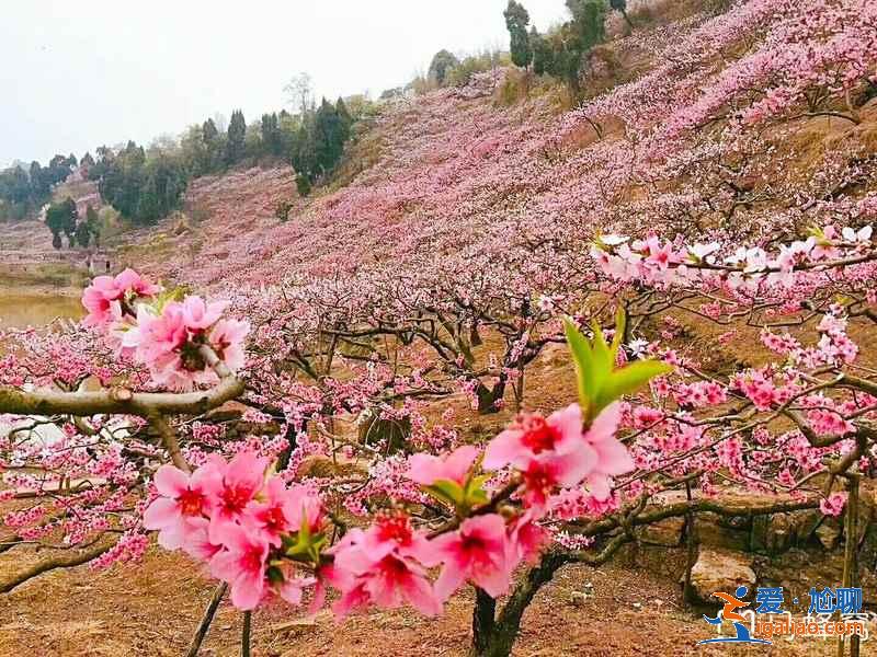成都哪里可以賞桃花，成都賞桃花推薦，成都去哪賞桃花？