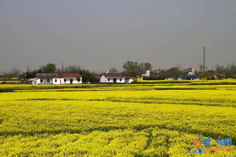 國內哪里的油菜花最美，2019去哪看油菜花，國內必去油菜花田？