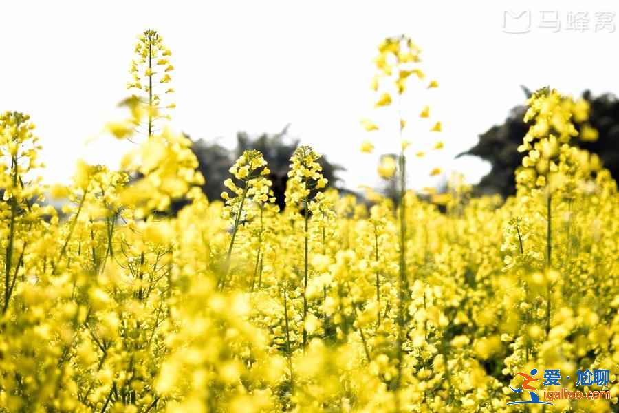 國內哪里的油菜花最美，2019去哪看油菜花，國內必去油菜花田？