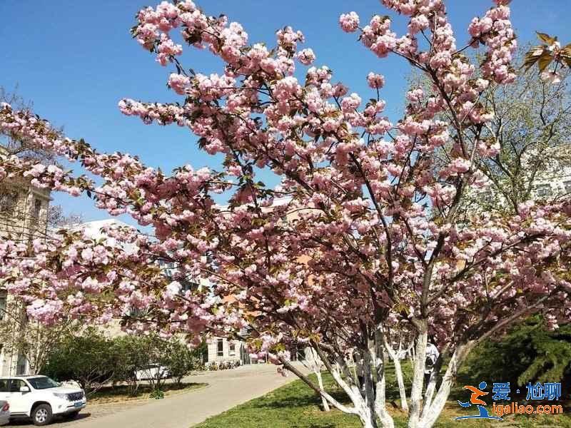 天津賞花好去處，天津有哪些賞花的地方，天津賞花攻略？