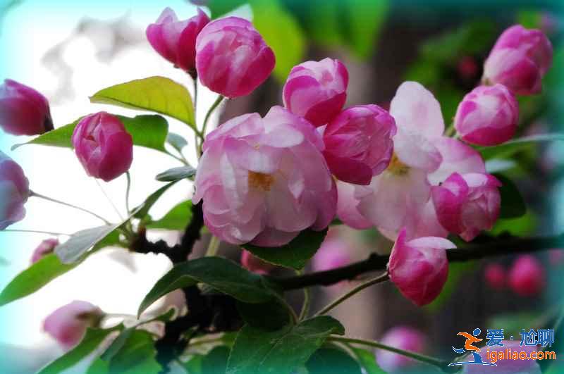 天津賞花好去處，天津有哪些賞花的地方，天津賞花攻略？