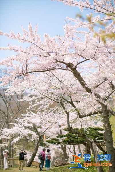 北海道櫻花多久開？北海道哪里能賞櫻？北海道賞櫻好去處推薦？