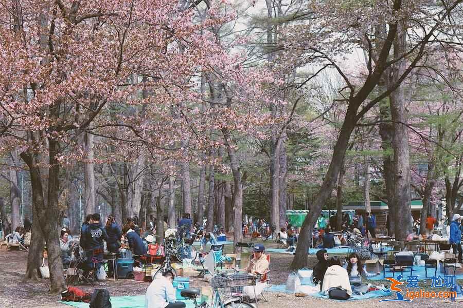 北海道櫻花多久開？北海道哪里能賞櫻？北海道賞櫻好去處推薦？