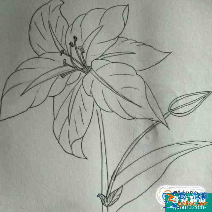 簡約小百合花怎么畫好看？