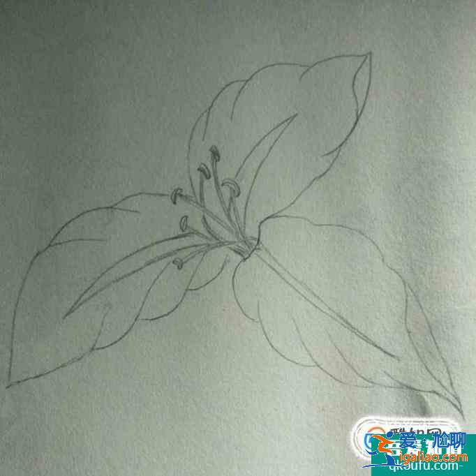 簡約小百合花怎么畫好看？