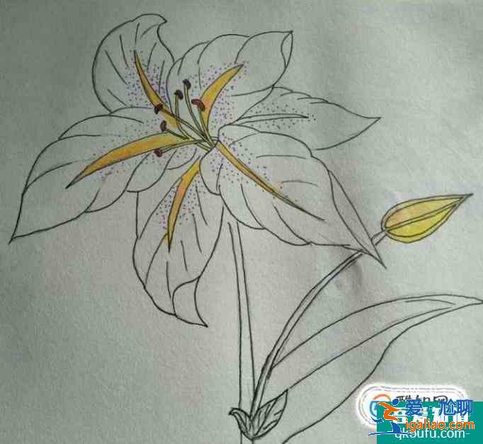 簡約小百合花怎么畫好看？