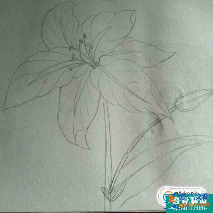 簡約小百合花怎么畫好看？
