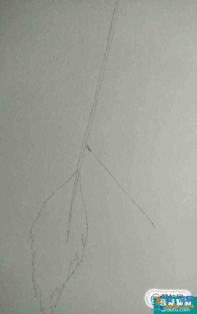 彩鉛畫葉子畫法？