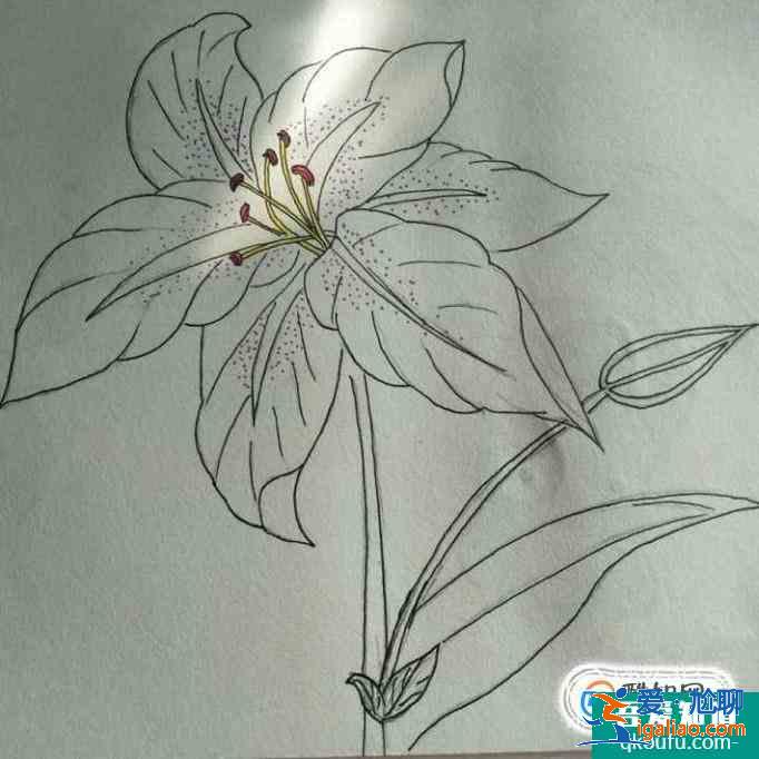 簡約小百合花怎么畫好看？