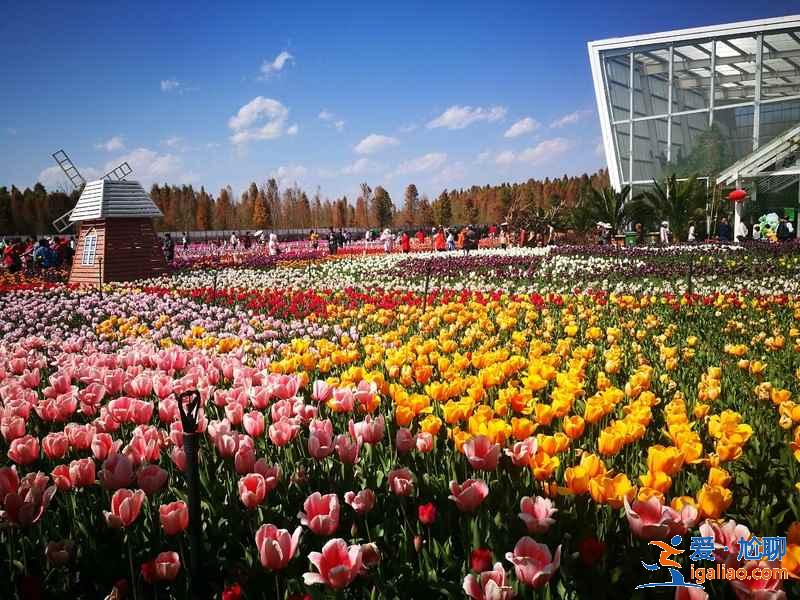 去昆明哪里賞花？昆明賞花哪里好？昆明賞花勝地盤點？
