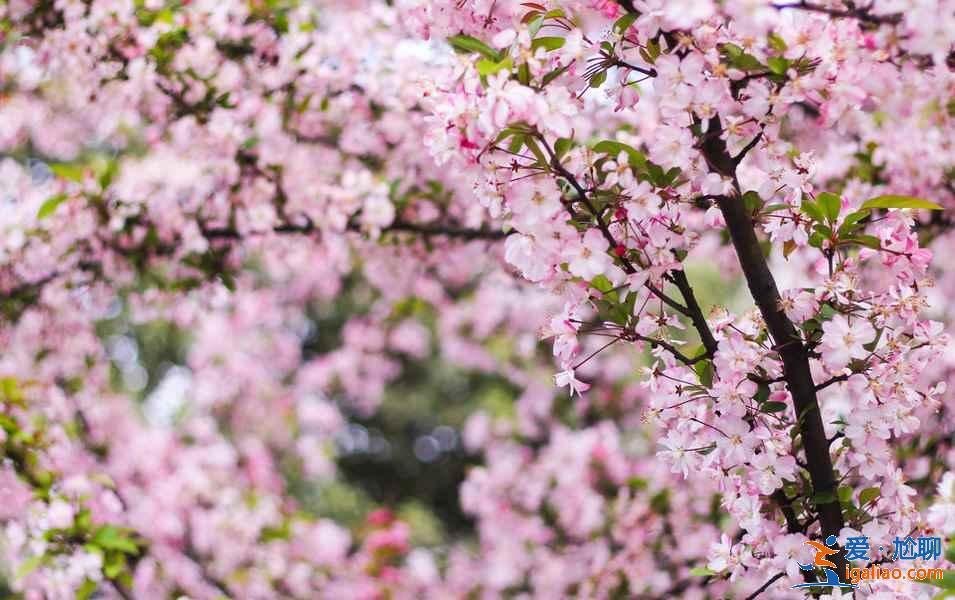 貴州三月哪里可以賞花，貴州三月賞花好去處，貴州三月賞花勝地推薦？