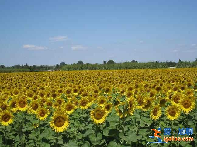 盤點(diǎn)全球最美賞花圣地,全世界最美賞花地推薦? 盤點(diǎn)全球最美賞花圣地,全世界最美賞花地推薦?