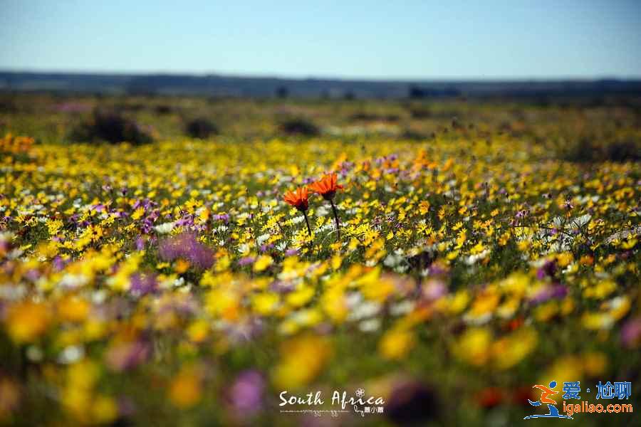 盤點(diǎn)全球最美賞花圣地,全世界最美賞花地推薦? 盤點(diǎn)全球最美賞花圣地,全世界最美賞花地推薦?