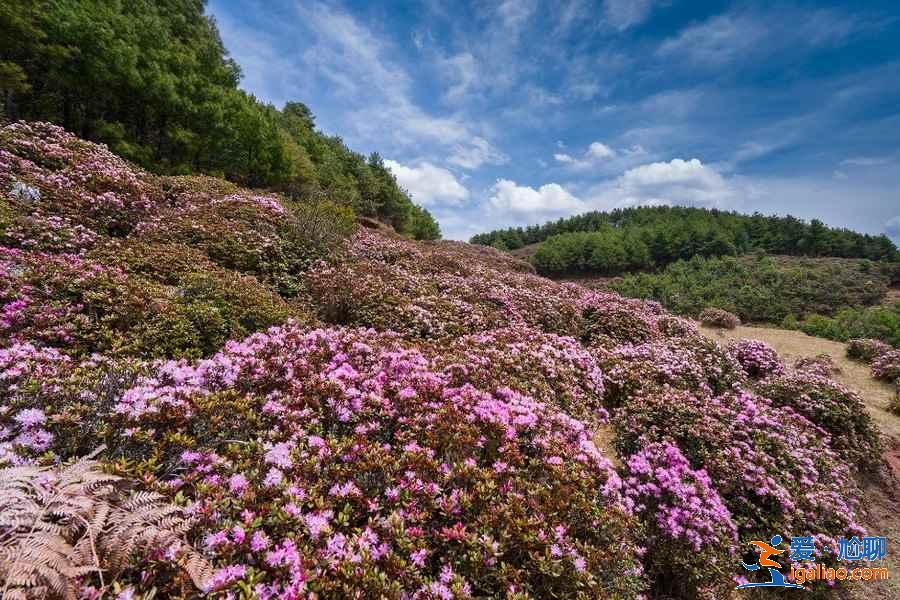 去昆明哪里賞花？昆明賞花哪里好？昆明賞花勝地盤點？