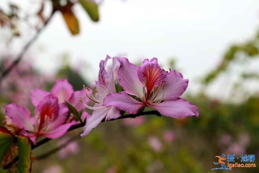 深圳三月去哪賞花，深圳三月賞花好去處，深圳三月賞花攻略？