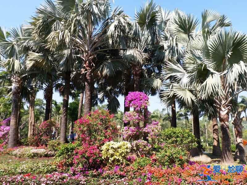 深圳三月去哪賞花，深圳三月賞花好去處，深圳三月賞花攻略？