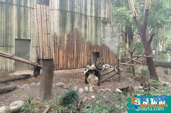 2022成都熊貓基地擴(kuò)建區(qū)開放時間 游玩攻略？