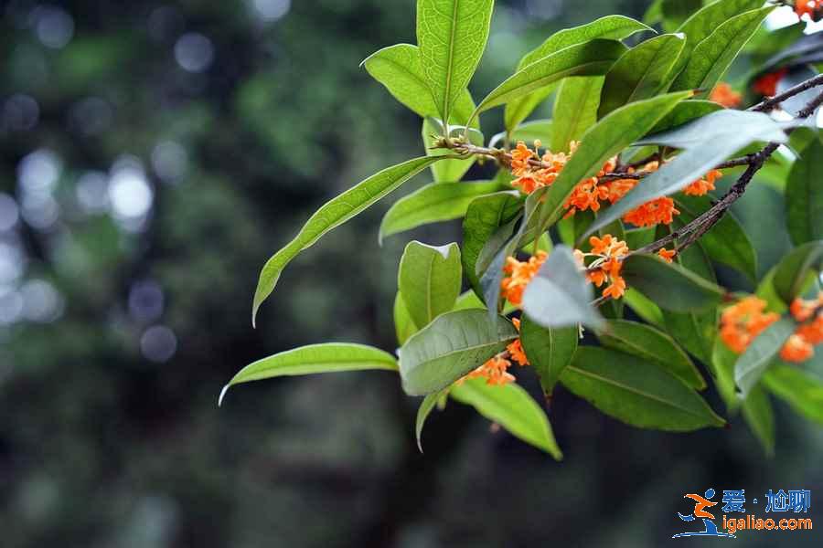 成都周末踏青好去處，成都周末踏青推薦，成都周末踏青攻略？