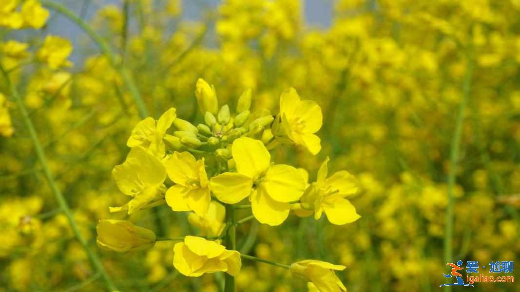 重慶周末賞花攻略，重慶周末賞花好去處，重慶賞花推薦？