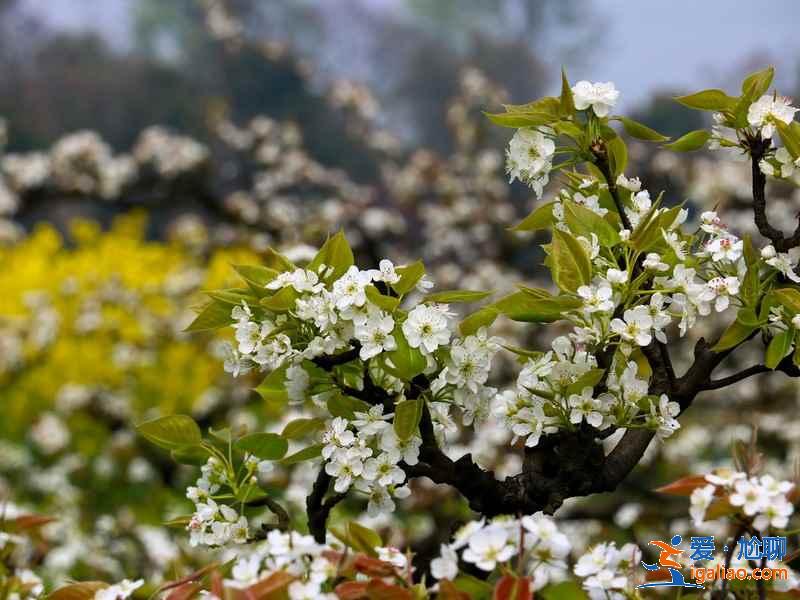 重慶周末賞花攻略，重慶周末賞花好去處，重慶賞花推薦？