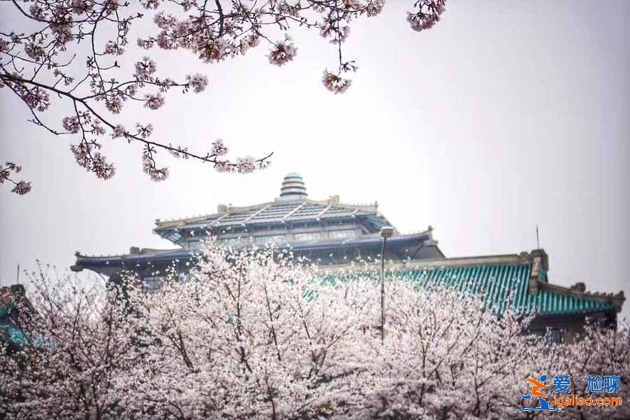2019武漢大學櫻花什么時候開？2019武漢大學櫻花怎么看？2019武漢大學賞櫻攻略？
