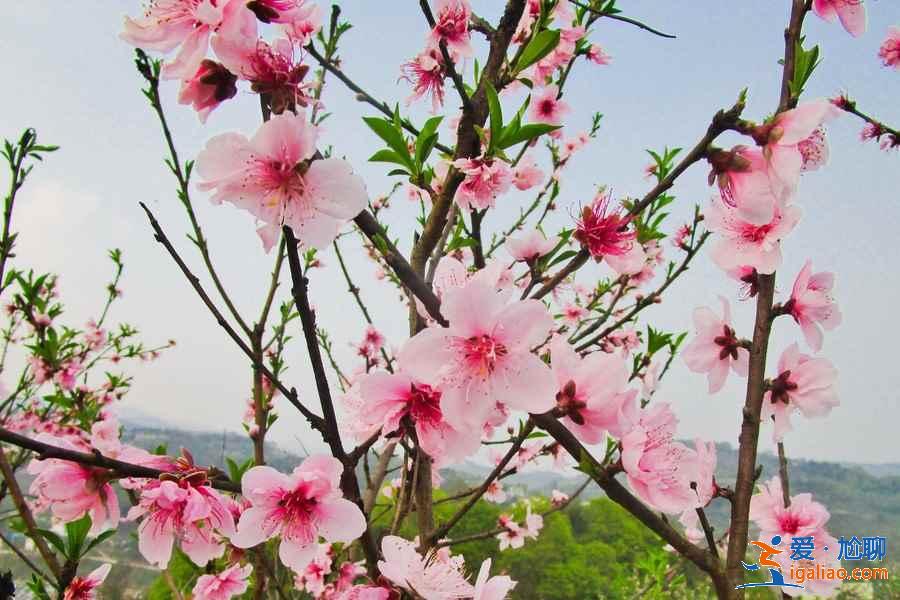 重慶周末賞花攻略，重慶周末賞花好去處，重慶賞花推薦？
