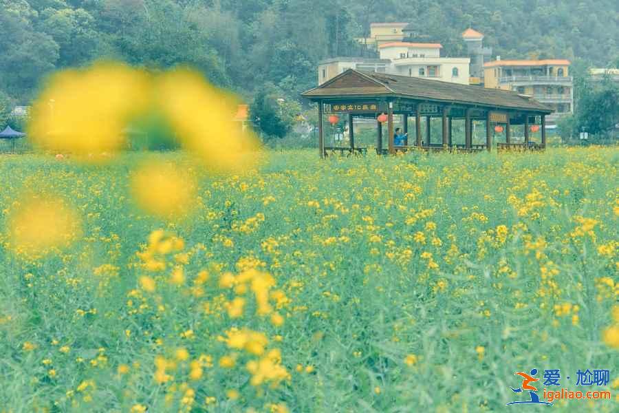 周末西安哪里可以賞花，周末西安賞花好去處，周末西安賞花攻略？