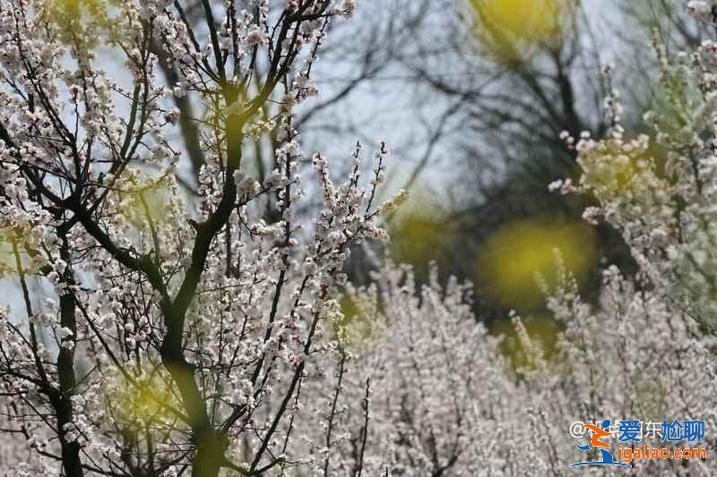 周末西安哪里可以賞花，周末西安賞花好去處，周末西安賞花攻略？