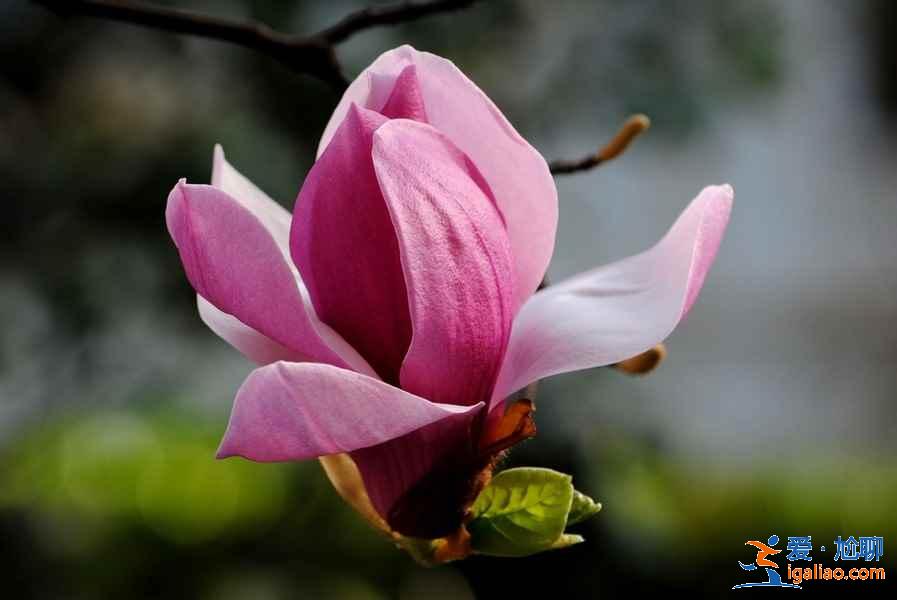 周末西安哪里可以賞花，周末西安賞花好去處，周末西安賞花攻略？