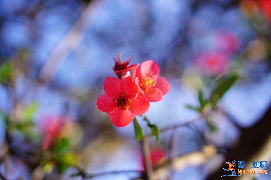大理春天去哪里賞花，大理春天賞花好去處，大理春天賞花攻略？